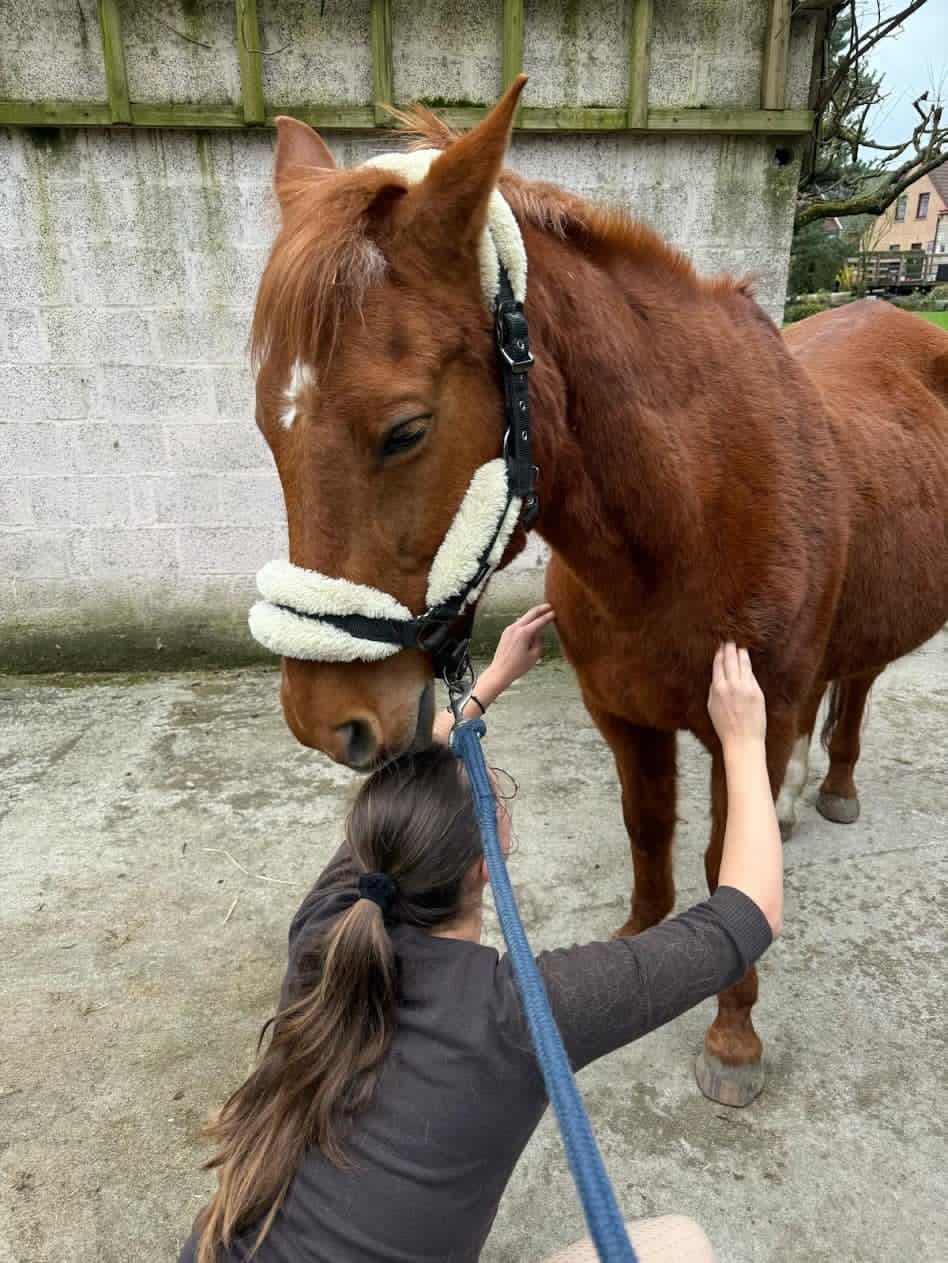 Analyse biomécanique du couple cheval-cavalier