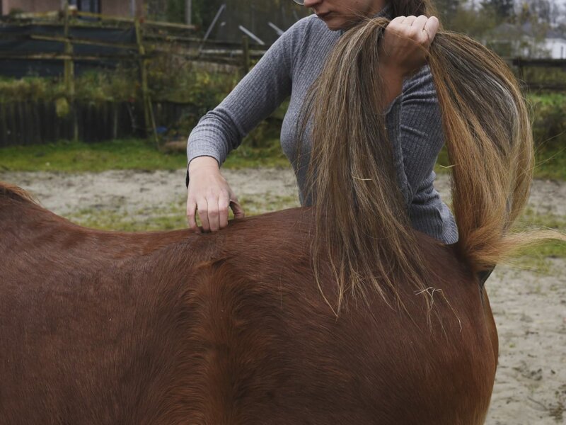 Séance d'ostéopathie équine sur un cheval